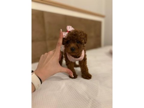 Aşılı wc eğitimli 0 numara poodle yavrular