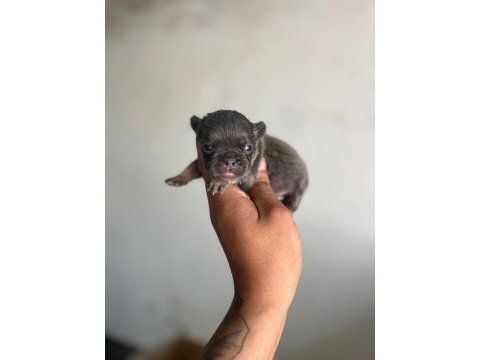 Exotic french bulldog yavrularım rezerveye açıktır