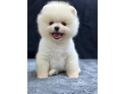 Pomeranian boo bebekleri