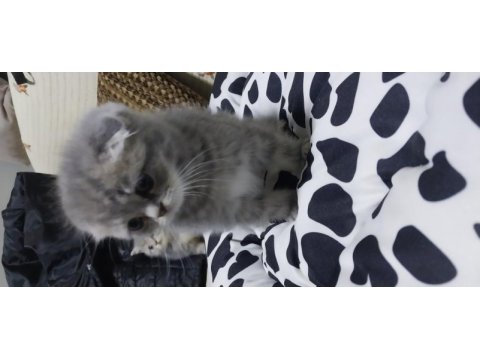 Yavru scottish fold kedilerimiz teslime hazırdır