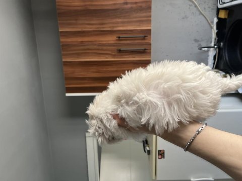 Sıfır numara ırk garanti maltese terrier