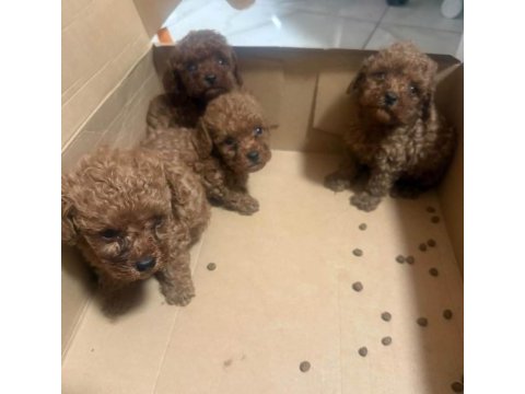 Toypoodle minik yavrularımız 