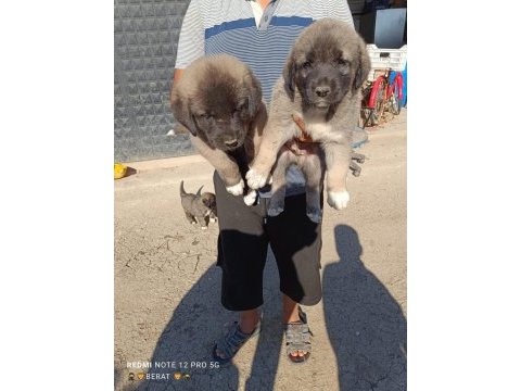 A kalite kangal beslemek isteyenler buyursun