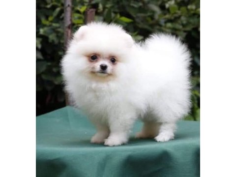 Pomeranian spitz