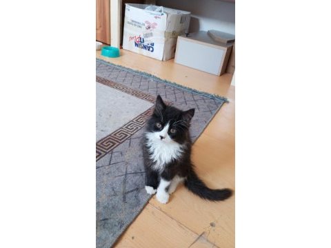2.5 aylık british longhair yavru kedilere yuva arıyoruz