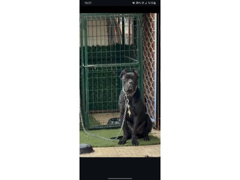 Mükemmel anne babadan güzel bir dişi cane corso kaçırmayın