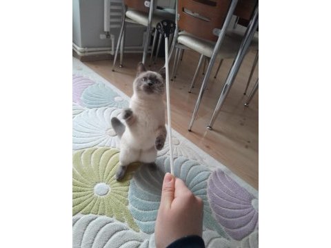 9 aylık british shorthair