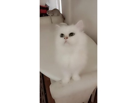 Full şecereli ns 12 british longhair