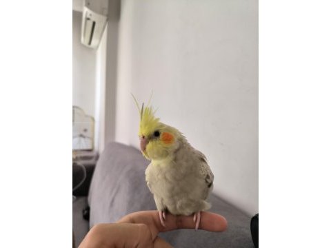 Sultan papağanı eğitimli sağlıklı