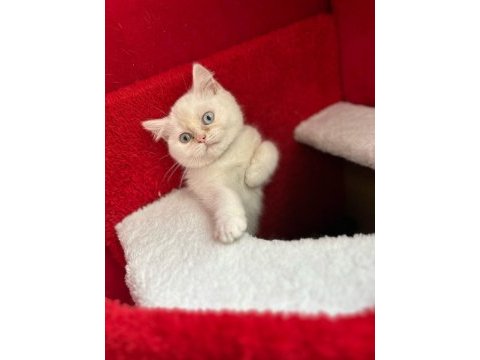 4 kasım doğumu dişi uysal british shorthair