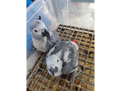El besleme kırmızı kuyruk bebek jako papağanı