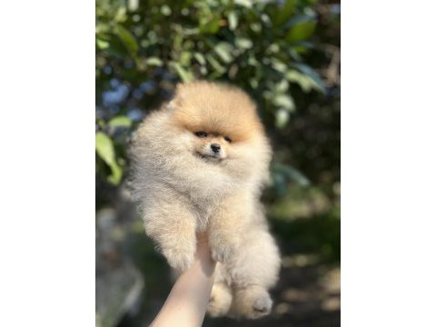 Şecereli teddy bear dişi pomeranian