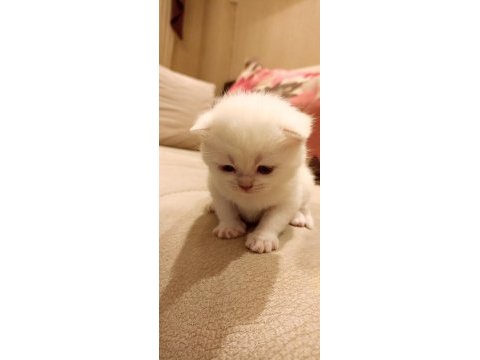 Minik scottish straight pamuk yavrumuza yuva arıyoruz