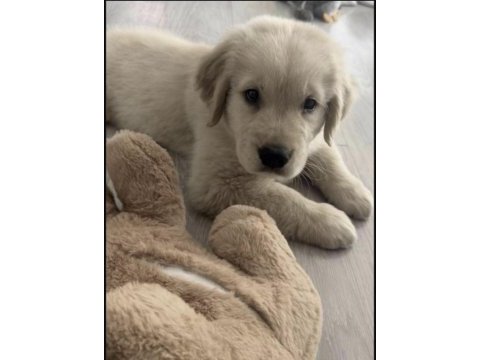 Golden retriever sağlıklı