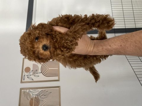 Dişi 2,5 aylık toy poodle yavrumuz 
