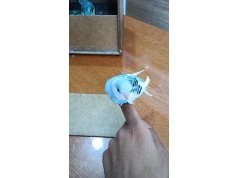 Yavru çok güzel ev üretimi muhabbet kuşu