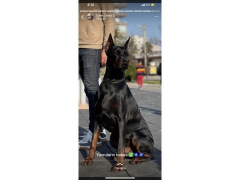 Sağlam kan 3 aylık kulak kuyruk bitti saf doberman