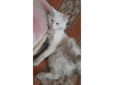 British longhair 1 yaşında