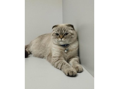 Dişi 2 yaşında blue point scottish fold