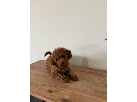 Uyguna aileden ufak boyutlu toy poodle