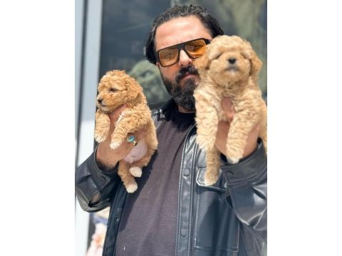 Gerçek bir maltipoo almak istiyorsanız doğru adres 