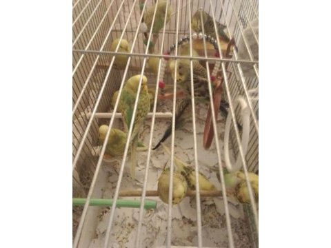 Yavru jumbo muhabbet kuşumuz