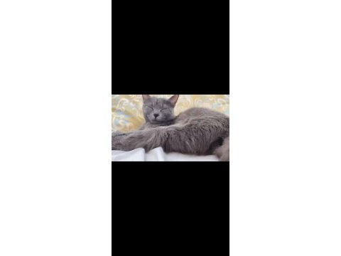 British shorthair kedimize ömürlük yuva arıyoruz