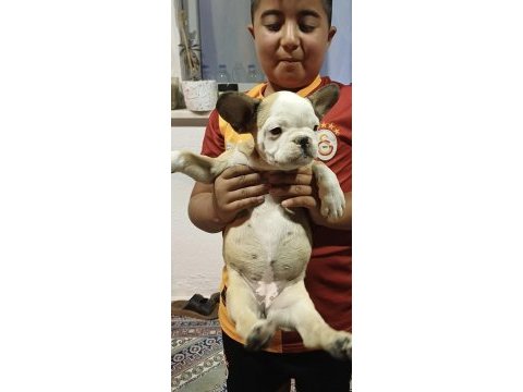 3 aylık dişi kızımız ev ortama hazır
