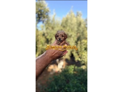 Toy poodle yavrumuz