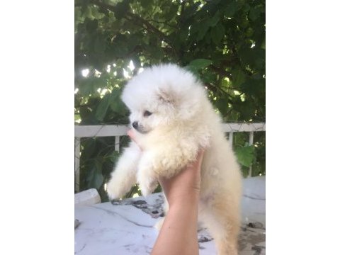 Pomeranian boo yavrularım teslime hazırlar