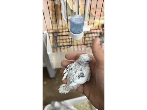 Yeni yeme düşmüş iri çek albino lutino muhabbet yavrular