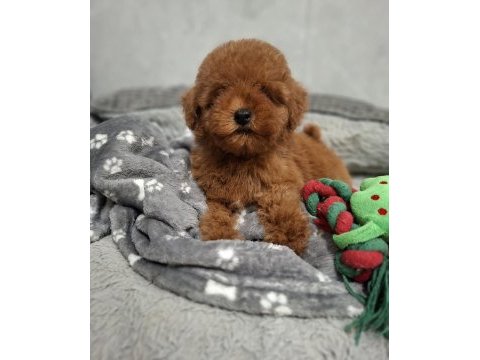 Ruhsatlı köpek çiftliğinden toy poodle yavrularımız 