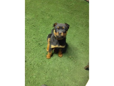2 aylık dişi rottweiler çok cana yakin sevecen
