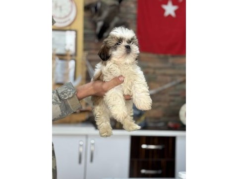 Shih tzu core bebekler