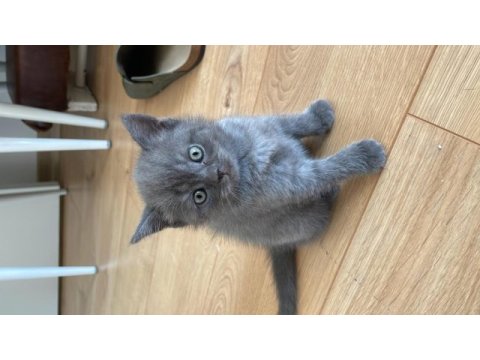 British shorthair yavru kedimiz