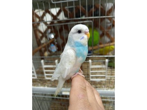 Yavru muhabbet kuşu