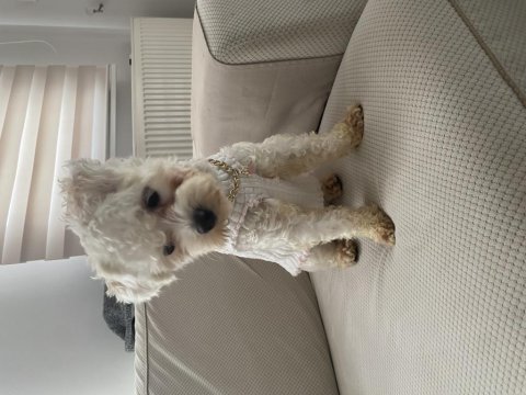 Uygun puana 1 yaşında maltipoo dişi