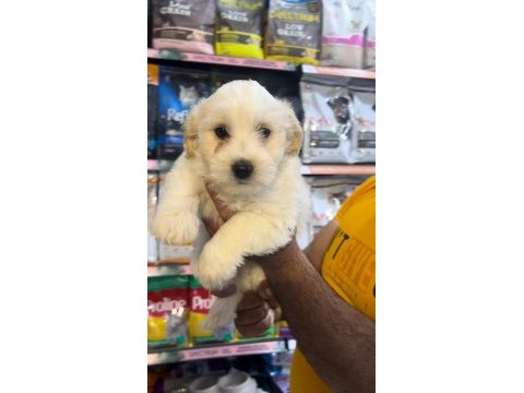 2 aylık erkek terrier aşıları yapıldı
