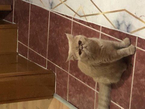 İran exotic shorthair
