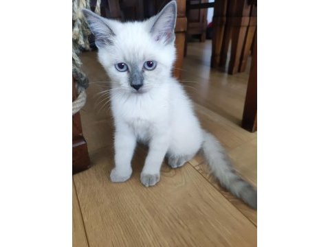3 aylık safkan dişi british longhair