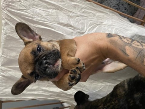 60 günlük french bulldog yavrular