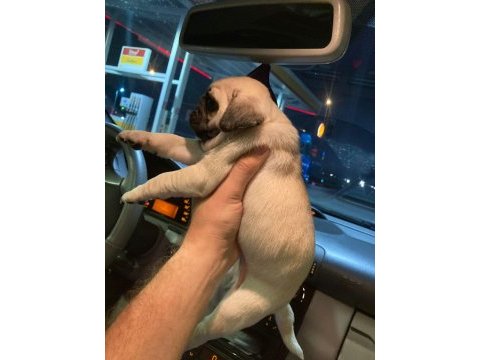Muhteşem pug mops bebekler
