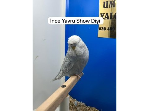 Show muhabbet kuşu yavrular