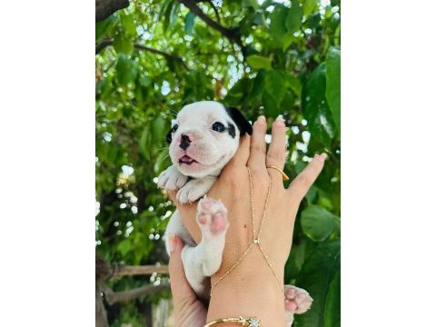 Irk ve sağlık garantili french bulldog yavrularımız