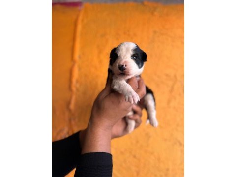 Border collie bebekler için acele edin