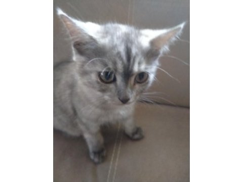Scottish fold biritish yavrular