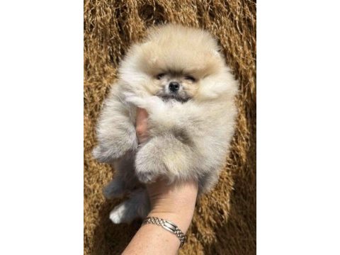 Pomeranian boo yavrusu