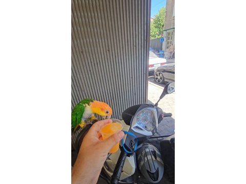 Full evcil maskot kayık papağanı