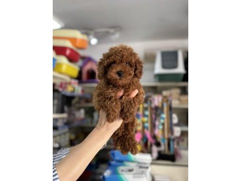 Kore kan poodle yavrularımız sıfır boy