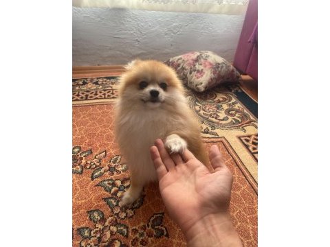 Pomeranian erkek bir yaşında